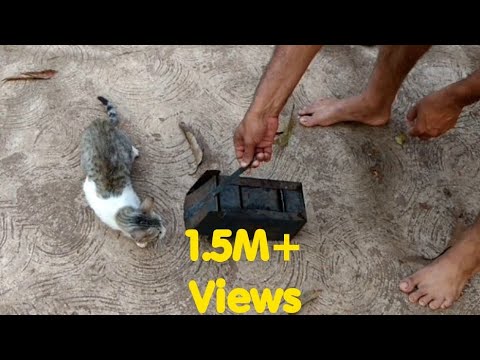 How cat catch mouse(in slow motion)