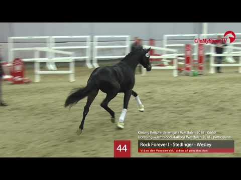 44 Hengst v. Rock Forever I - Stedinger - Wesley