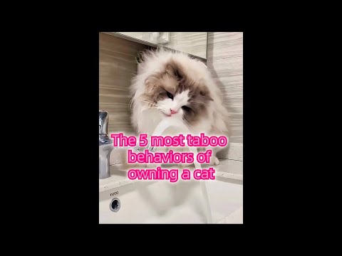 The 5 most taboo behaviors of owning a cat