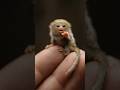 World’s Smallest Monkey 🐒 | Meet the Tiny Pygmy Marmoset | Nature’s Cutest Wonder