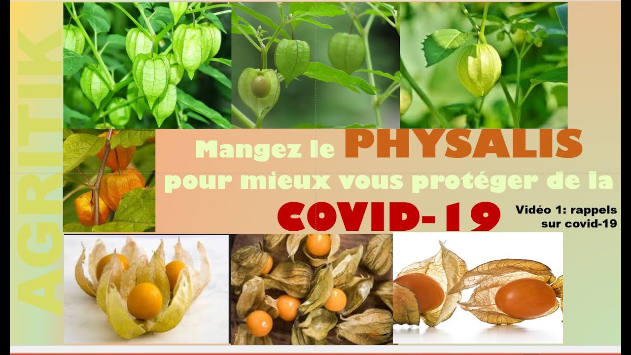 physalis 3