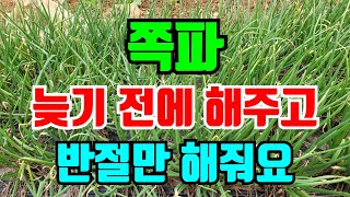 쪽파 3월에 꼭 해야할 2가지 이렇게하면 종근도 크고 쪽파도 먹어요
