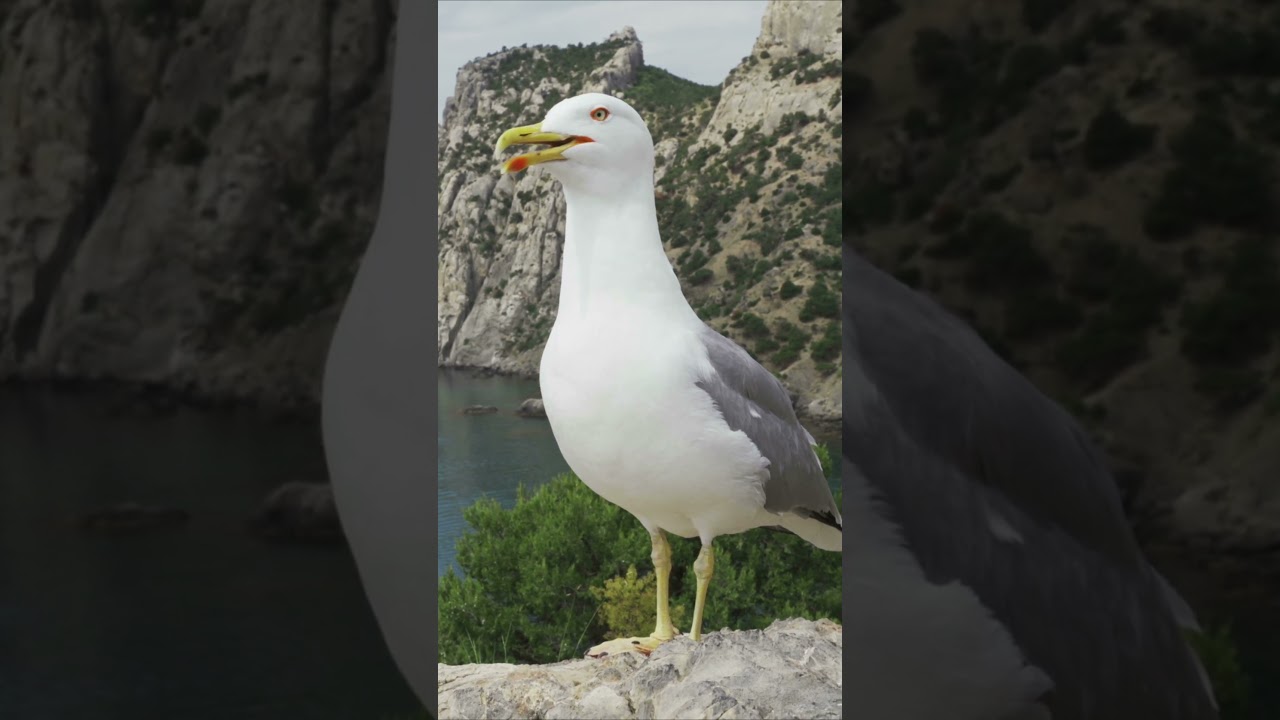 Seagull Calling  ||  NatureLax