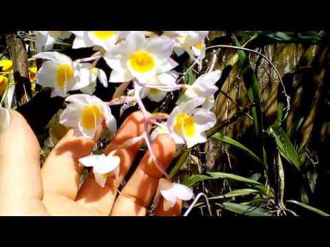 ♫CANAL IOLANDA HIGUTO,SELECTIONS OF ROMANTIC, POP, CLASSIC AND DANCING MUSIC ... ♪