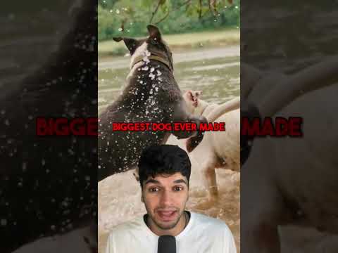 BIGGEST DOG IN THE HISTORY #shorts