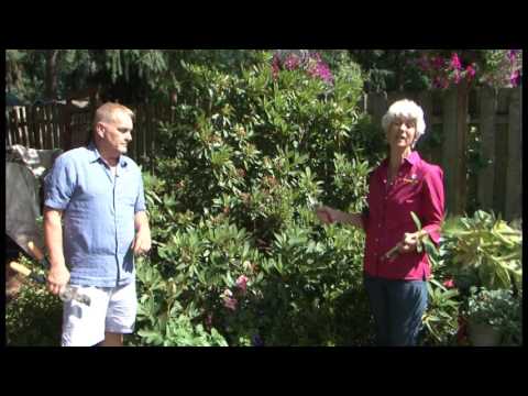 Pruning Rhododendrons and Azaleas