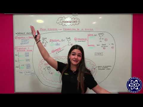 11. Metabolismo. Mega-resumen del catabolismo de la glucosa