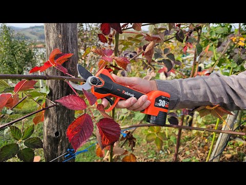 Priprema kupine za zimu - orezivanje, zaštita i gnojidba