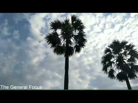 Climbing on Palm Tree in My Village | Palm Tree Products