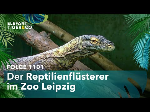 Leipzigs einzigartige Reptilienwelt (Folge 1101) | Elefant, Tiger & Co. | MDR