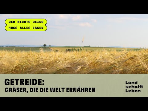 Getreide: Gräser, die die Welt ernähren