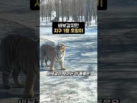 바보같지만 지구1짱 호랑이