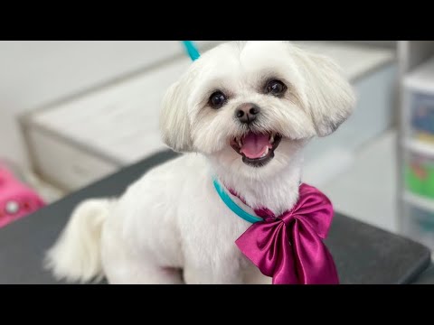 Teddy Bear Haircut Malshi Groom | Maltese Shihtzu