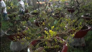 preview picture of video 'Mai vàng khoe sắc, nơi hội tựu của các loài hoa đẹp nhất 2018'