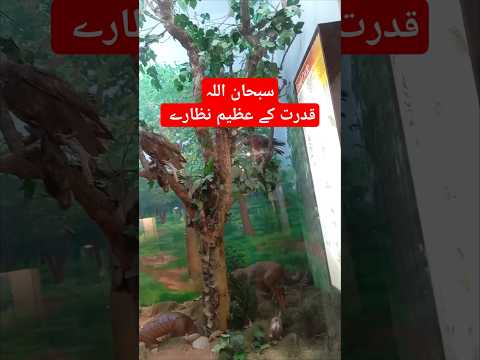 قدرت کے عظیم نظارے |Nature | Must watch The end#shortvideo #ytshorts #viralvideo