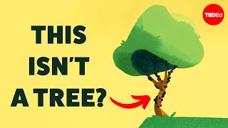 No one really knows what a tree is - Max G. Levy