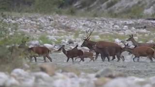 Un folto gruppo di cervi attraversa il fiume Cordevole: «Rarissimo vederne così tanti tutti assieme»