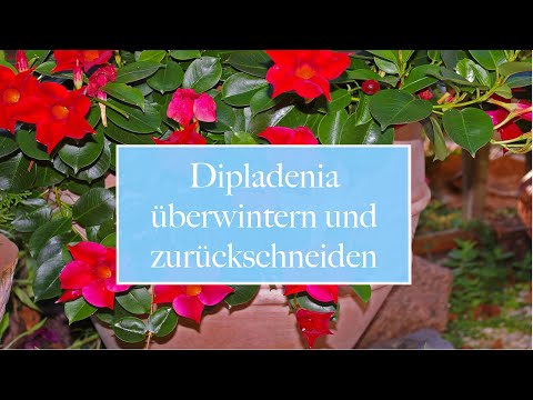 🏡 Dipladenia überwintern und zurückschneiden