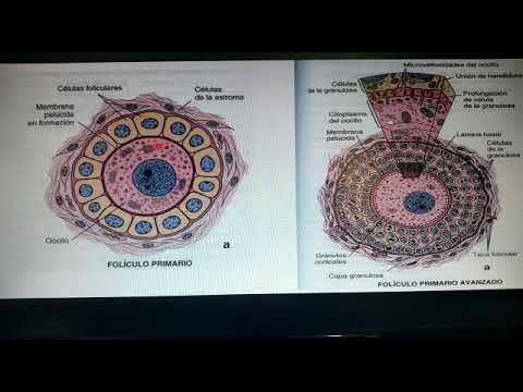 3 Desarrollo folicular