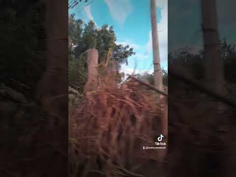 Santa Cruz da baixa verde Pernambuco