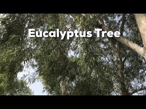 305 Eucalyptus Plant Eucalyptus Tree, Nilgiri Tree - Plant