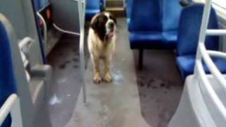 Worsthorne St.Bernard