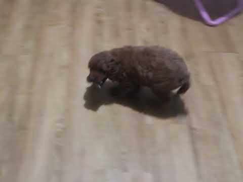 Kayden goldendoodle video
