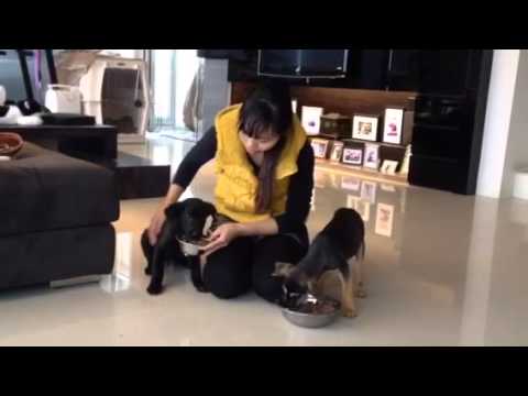 Adopt Mary's Dogs - Ninette & Nickey no food aggression test