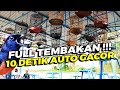 LIVE 4 Simulasi Lomba Murai Batu FULL TEMBAKAN PUTAR SEBELUM BERLOMBA