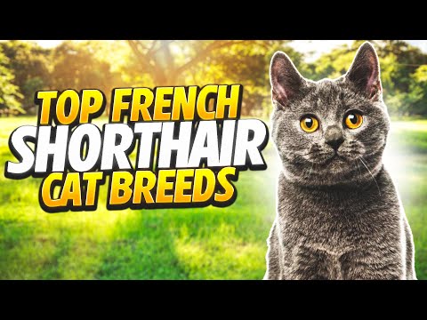 Top French Shorthair Cat Breeds