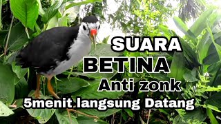 Download lagu SUARA PIKAT RUAK-RUAK BETINA MEMANGGIL JANTAN AMPUH 2MENIT LANGSUNG DATANG SUARA JERNIH ANTI ZONK  mp3