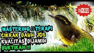Download lagu SUARA CIKRAK DAUN GACOR - SUARA BURUNG PARE PARE GACOR mp3