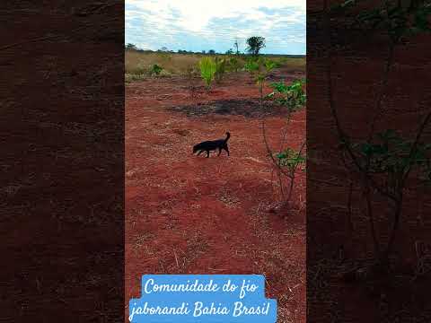chácara estrela do oriente jaborandi Bahia #vidanaroça #caminhoparaumavidamelhor