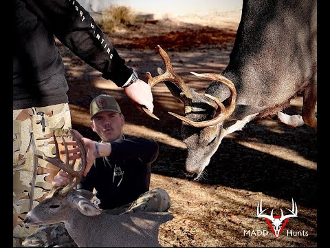 Measuring Connors 23-24 Coues Buck Measuring Connors 23-24 Coues Buck