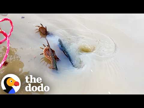 Snapping Turtle Rescued From A Pond Drain | The Dodo