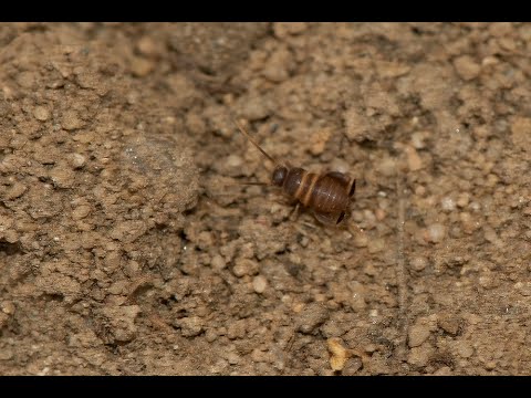 Mierenkrekel Myrmecophilus acervorum in nest wegmier Lasius niger