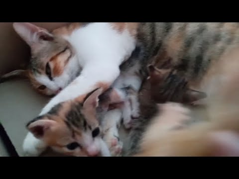 mother cat nursing her kittens