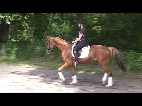 MONTY 3j. v. Martinez -  Rubin Royal VB 10.000,- Euro