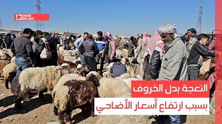 النعجة بدل الخروف بسبب ارتفاع أسعار الأضاحي