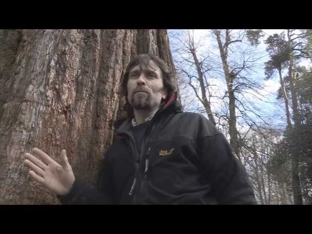 הגיית וידאו של pinetum בשנת אנגלית