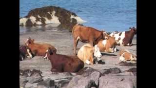 preview picture of video 'Cows on the beach / Vaches sur la plage'