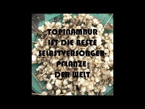 Topinambur Hochbeet Ernte