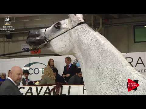 N.190 PILAROSA - Verona 2017 - 7-9 Years Old Mares (Class 8)