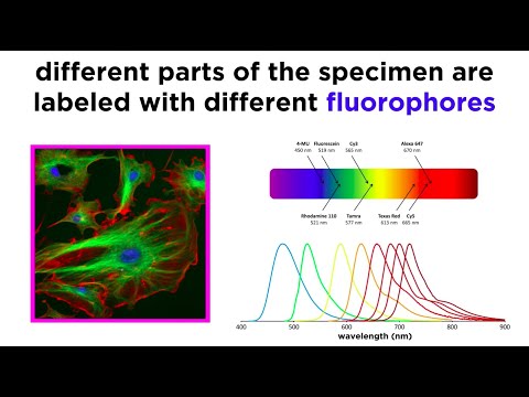 Widefield and Confocal Fluorescence Microscopy