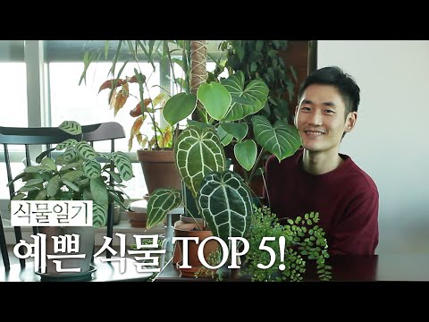 , title : '좋아하는 예쁜 실내 식물 TOP 5! 추천하고 싶은 반려식물 | 식물일기 ep.14'