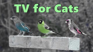 Cat TV ~ Birds for Cats to Watch Magic