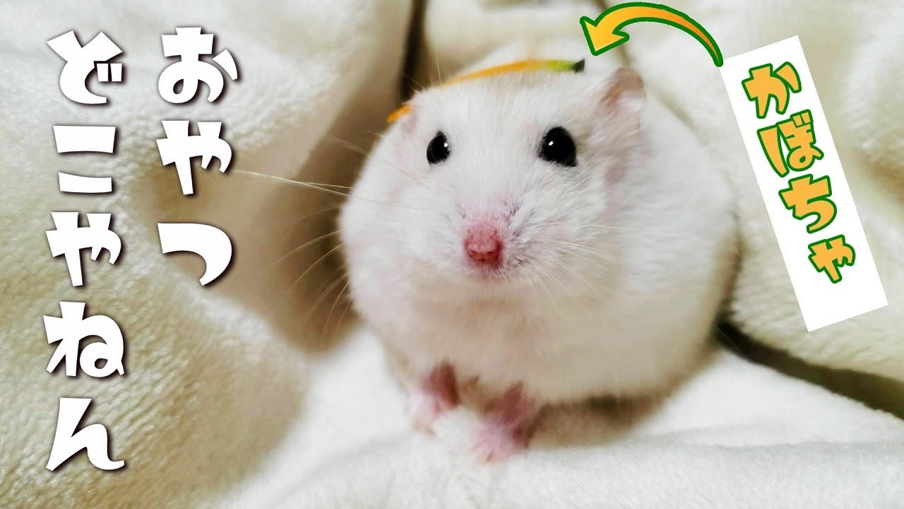 ハムスター「匂いはするのに…」