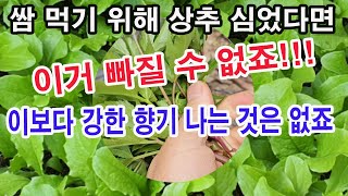 쌈 먹기 위해 상추 심었다면, 이거 빠질 수 없죠!!! 이보다 강한 향기 나는 것은 없죠.(쌈채소, 채소 가…