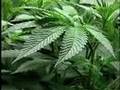 Medical Marijuana Cultivation 101: part 1 of 2 