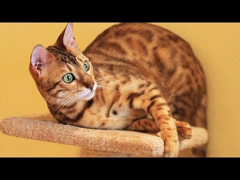How to Take Care of a Bengal Cat - Taking Care of a Bengal's Health